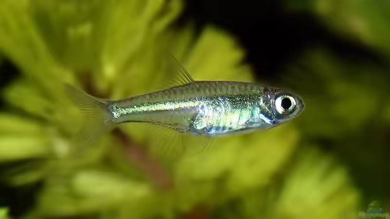 Besatz im Aquarium Green von Arely (38)