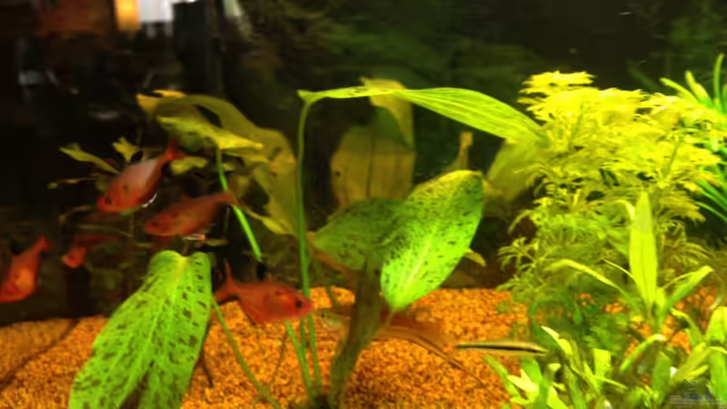 Besatz im Aquarium GreenParadise=) von CaptainThilo (7)