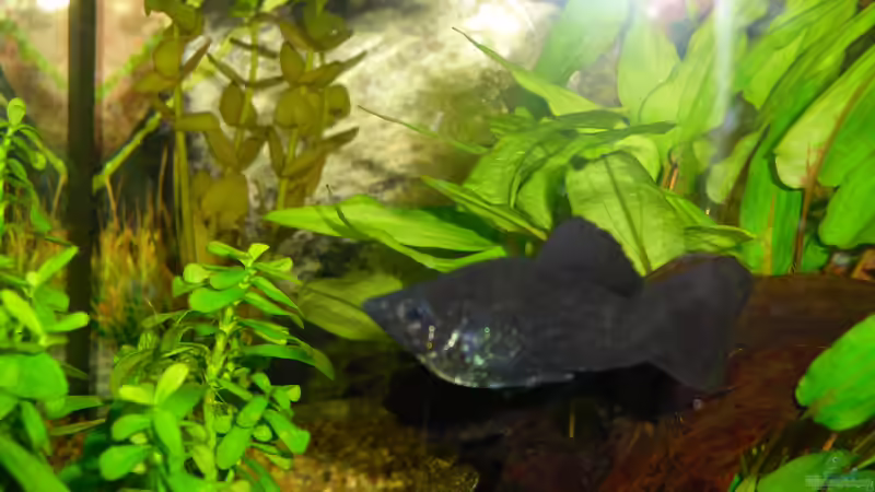 Besatz im Aquarium Greenscaping first one von Scaper (5)