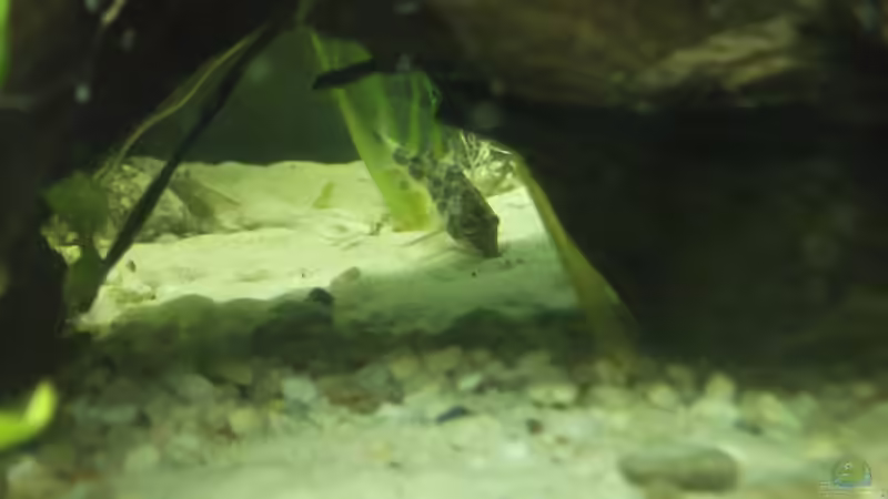 Besatz im Aquarium GreenWorld von Maggie Blue (25)