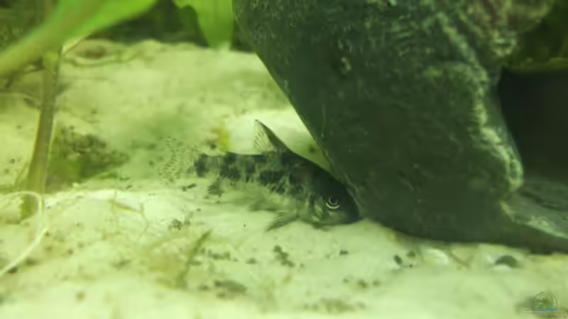 Besatz im Aquarium GreenWorld von Maggie Blue (26)