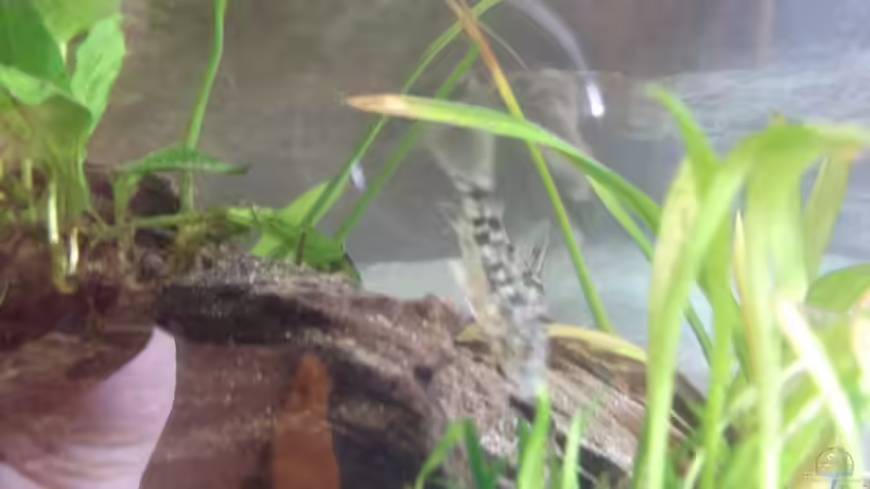 Besatz im Aquarium GreenWorld von Maggie Blue (27)