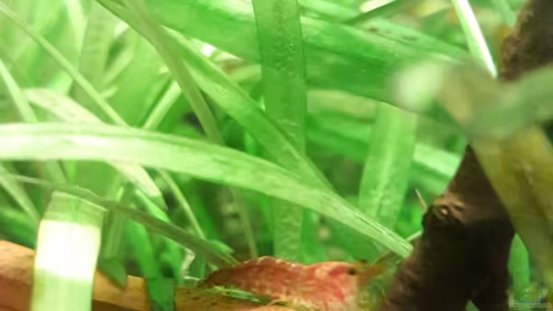 Besatz im Aquarium Größenkompromiss (Provisorium) von Markus J. (9)