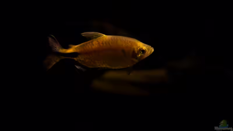 Besatz im Aquarium Großcichliden Afrikas von Stanislav Kislyuk (33)