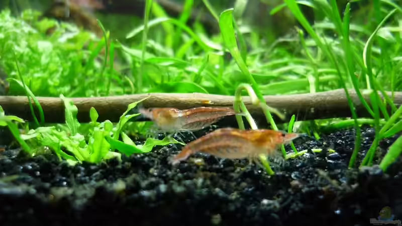 Besatz im Aquarium Grüne Hügel von Chris_R. (42)