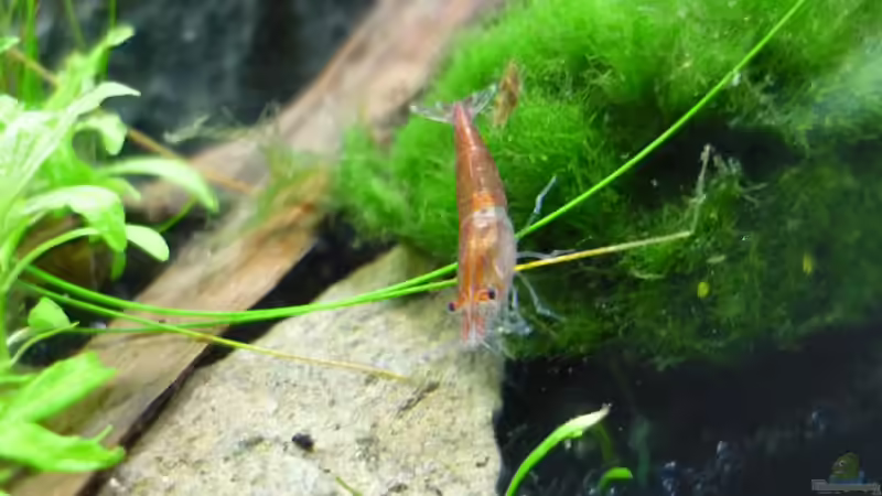 Besatz im Aquarium Grüne Hügel von Chris_R. (43)