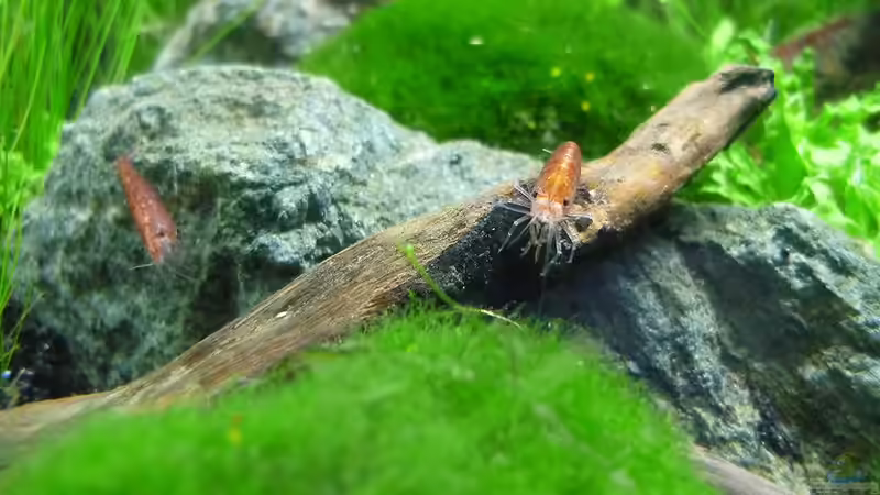 Besatz im Aquarium Grüne Hügel von Chris_R. (44)