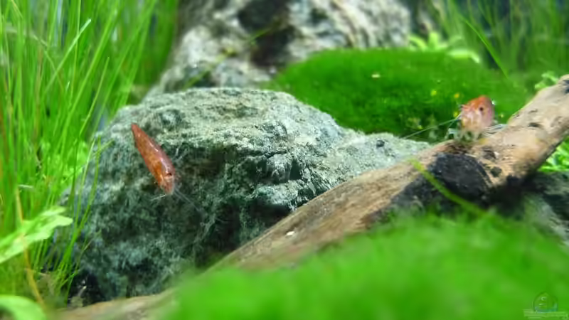 Besatz im Aquarium Grüne Hügel von Chris_R. (45)