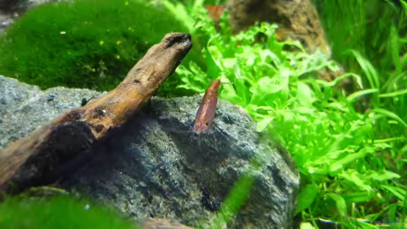 Besatz im Aquarium Grüne Hügel von Chris_R. (46)