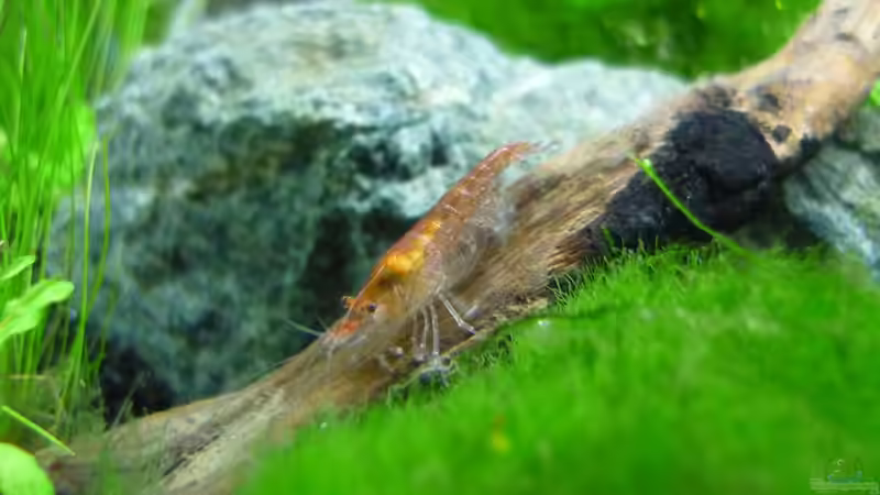 Besatz im Aquarium Grüne Hügel von Chris_R. (47)