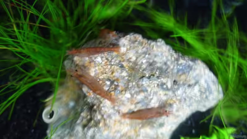 Besatz im Aquarium Grüne Hügel von Chris_R. (48)