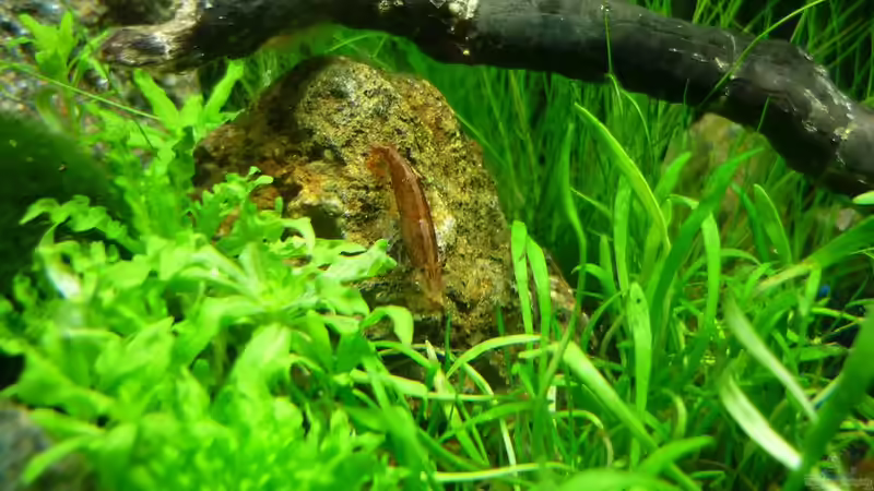 Besatz im Aquarium Grüne Hügel von Chris_R. (49)