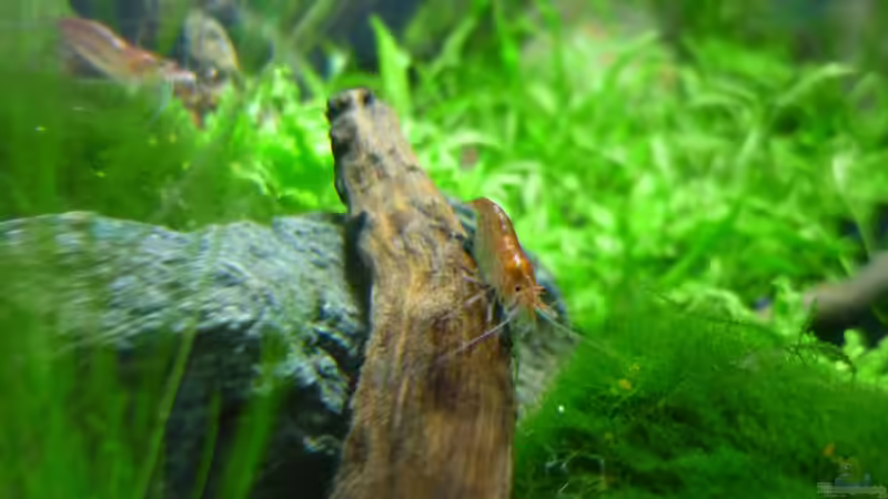 Besatz im Aquarium Grüne Hügel von Chris_R. (50)