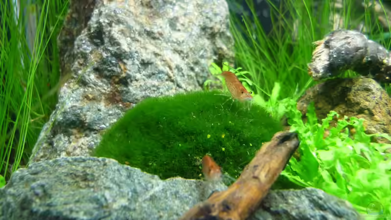 Besatz im Aquarium Grüne Hügel von Chris_R. (51)