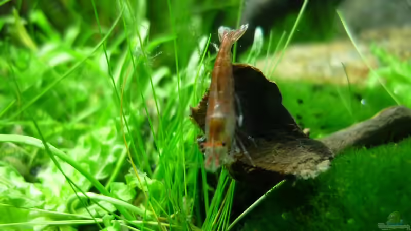 Besatz im Aquarium Grüne Hügel von Chris_R. (54)