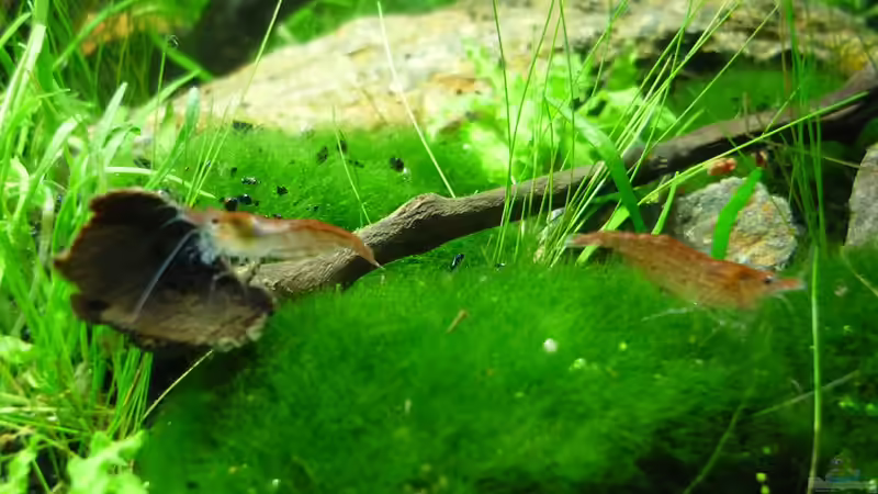 Besatz im Aquarium Grüne Hügel von Chris_R. (56)