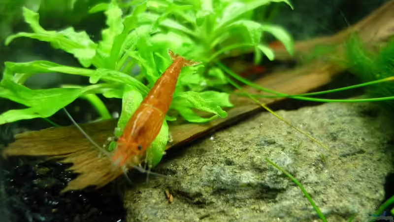 Besatz im Aquarium Grüne Hügel von Chris_R. (57)