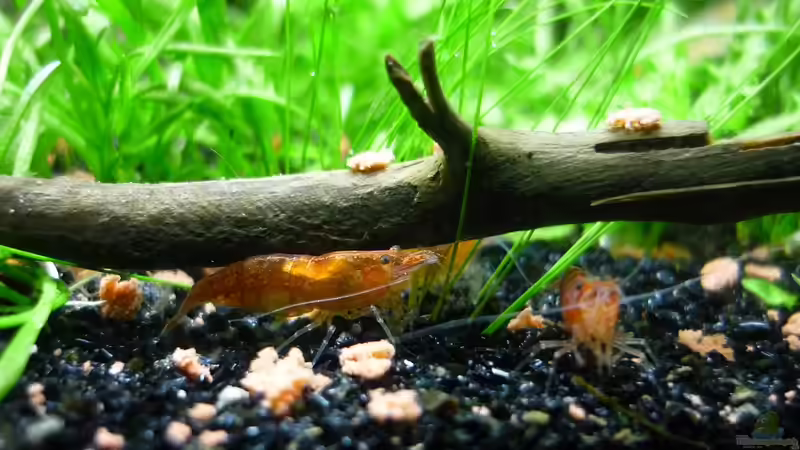 Besatz im Aquarium Grüne Hügel von Chris_R. (58)