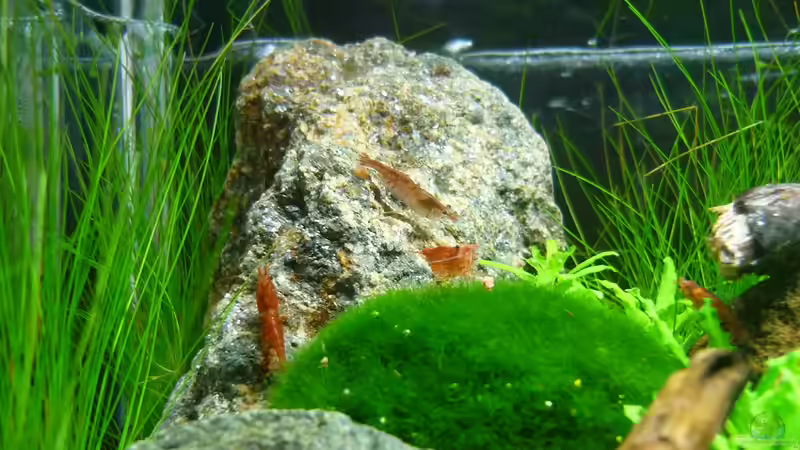 Besatz im Aquarium Grüne Hügel von Chris_R. (59)