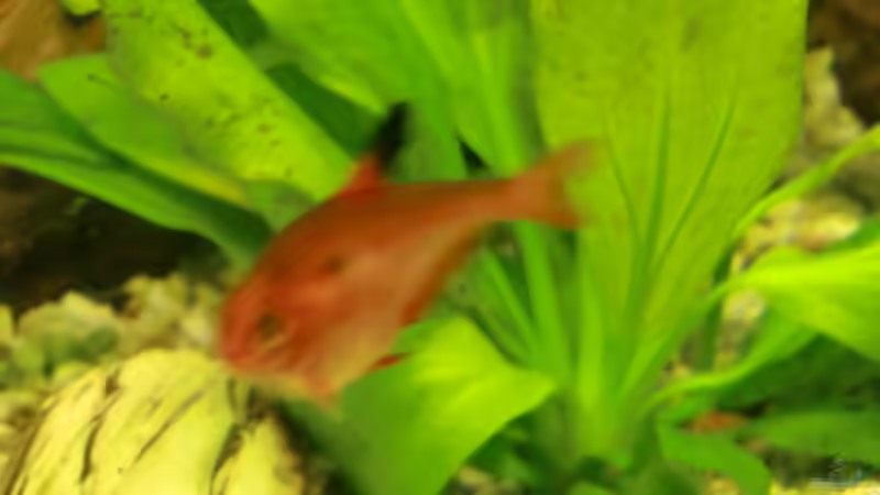 Besatz im Aquarium Grüne Oase existiert nur noch als Beispiel von Josef Braun (19)