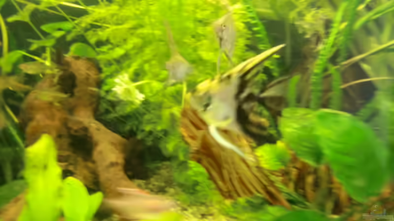 Besatz im Aquarium Grüne Oase existiert nur noch als Beispiel von Josef Braun (20)