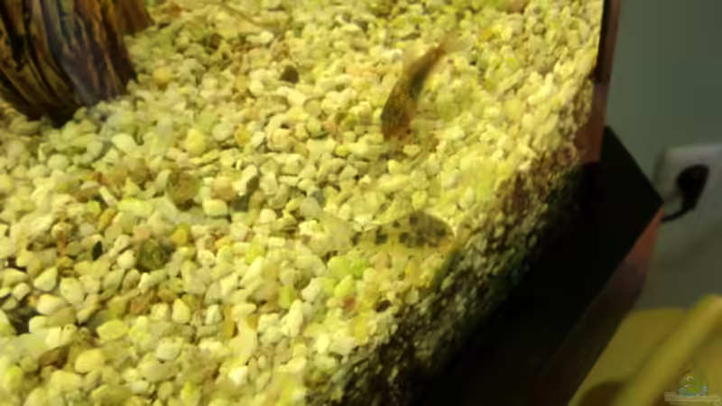 Besatz im Aquarium Grüne Oase existiert nur noch als Beispiel von Josef Braun (21)