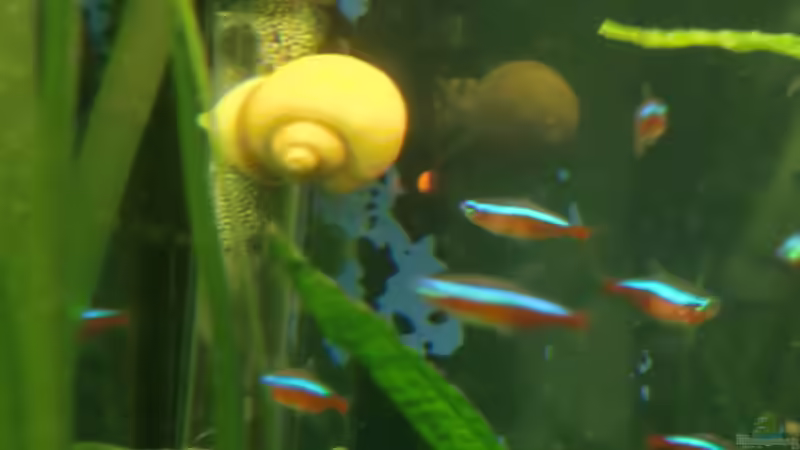 Besatz im Aquarium Grüne Oase existiert nur noch als Beispiel von Josef Braun (22)