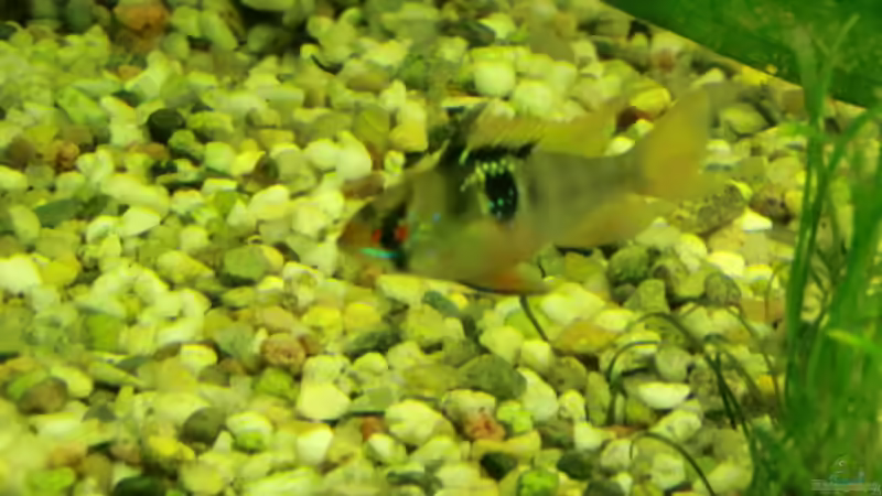 Besatz im Aquarium Grüne Oase existiert nur noch als Beispiel von Josef Braun (24)