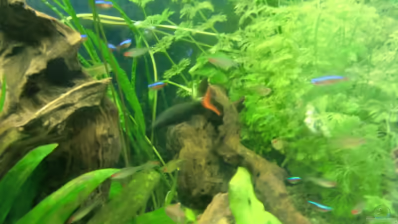 Besatz im Aquarium Grüne Oase existiert nur noch als Beispiel von Josef Braun (26)