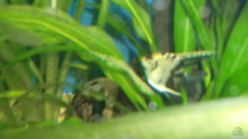 Besatz im Aquarium Grüne Oase existiert nur noch als Beispiel von Josef Braun (27)