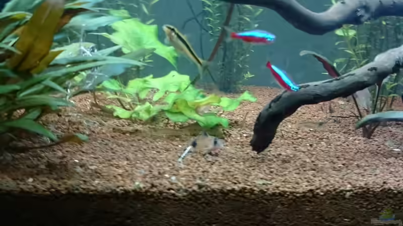 Besatz im Aquarium Grüne Oase von Alexander Ammann (5)