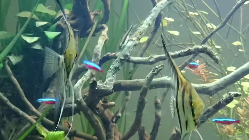 Besatz im Aquarium Grüne Oase von Alexander Ammann (6)