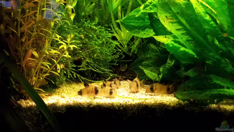 Besatz im Aquarium Grüner Dschungel von Liquid (56)