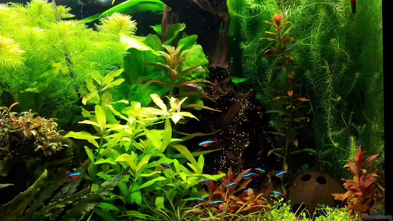 Besatz im Aquarium Grüner Dschungel von Liquid (57)