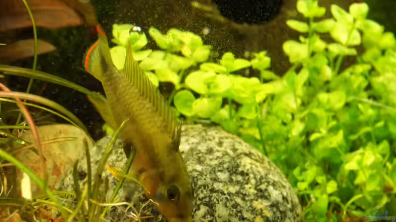 Besatz im Aquarium Grüner Dschungel von Liquid (59)