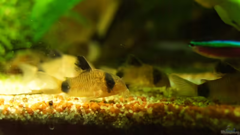 Besatz im Aquarium Grüner Dschungel von Liquid (60)