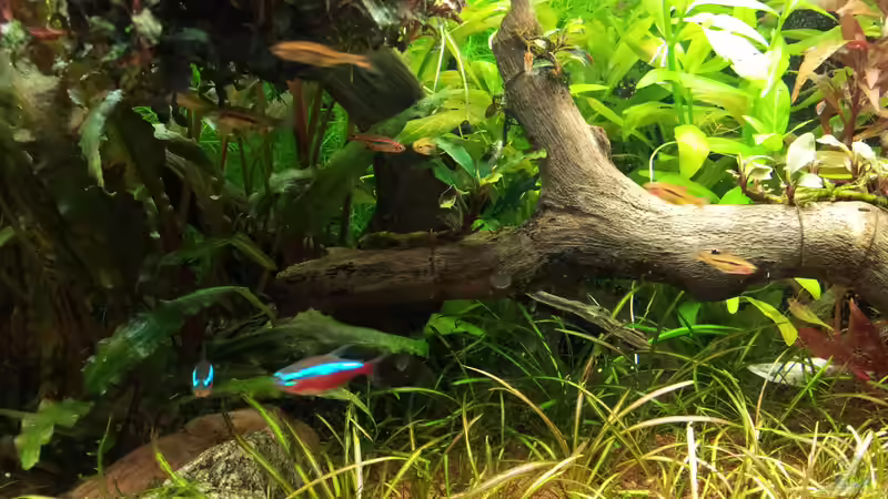 Besatz im Aquarium Grüner Dschungel von Liquid (61)