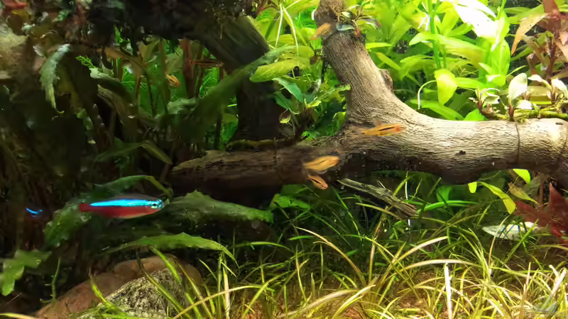 Besatz im Aquarium Grüner Dschungel von Liquid (62)