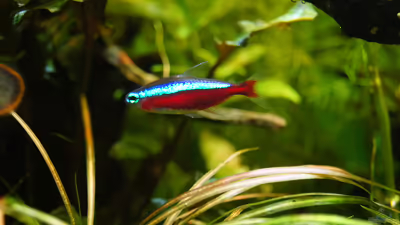 Besatz im Aquarium Grüner Dschungel von Liquid (64)