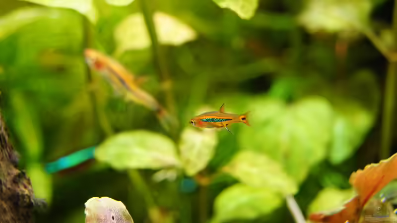 Besatz im Aquarium Grüner Dschungel von Liquid (67)