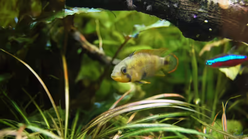 Besatz im Aquarium Grüner Dschungel von Liquid (68)