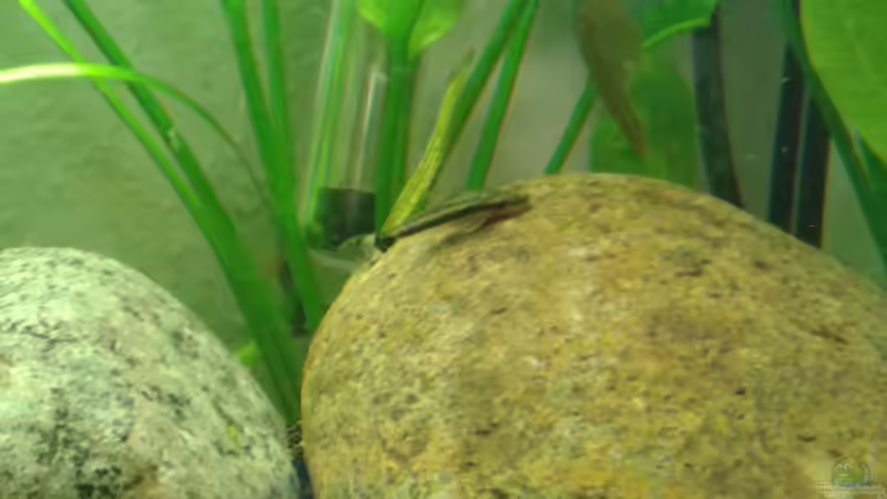 Besatz im Aquarium Grüner Kontinent von DerChrischi (18)