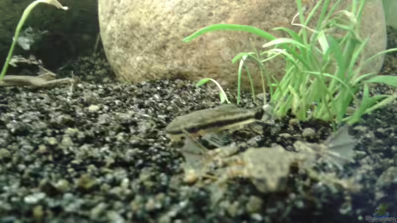 Besatz im Aquarium Grüner Kontinent von DerChrischi (19)