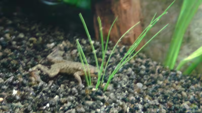 Besatz im Aquarium Grüner Kontinent von DerChrischi (20)