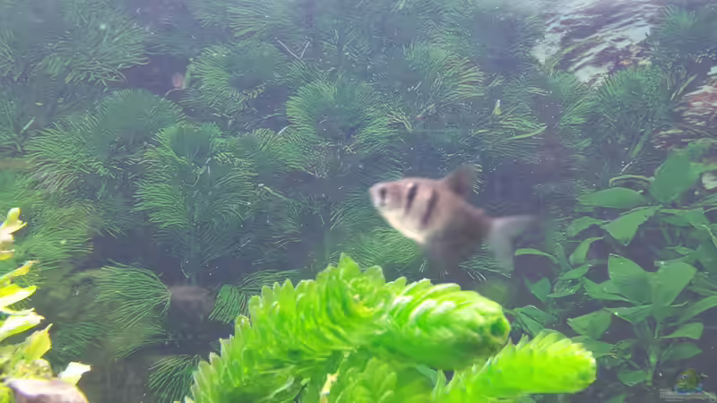 Besatz im Aquarium GRÜNER VERSUCH von schilli (53)