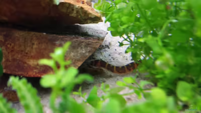 Besatz im Aquarium GRÜNER VERSUCH von schilli (55)
