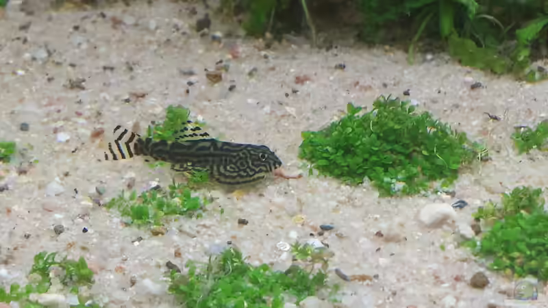 Besatz im Aquarium GRÜNER VERSUCH von schilli (58)