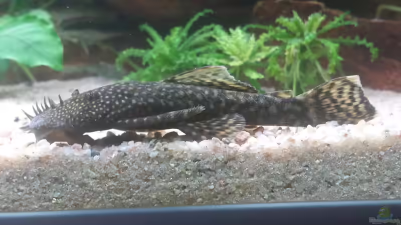 Besatz im Aquarium GRÜNER VERSUCH von schilli (60)