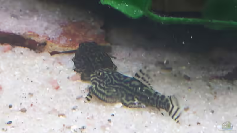 Besatz im Aquarium GRÜNER VERSUCH von schilli (61)