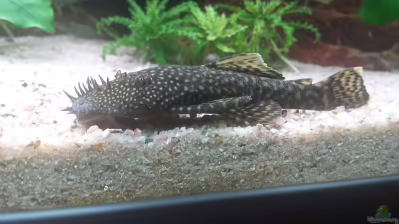 Besatz im Aquarium GRÜNER VERSUCH von schilli (62)